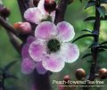 Peach - flowered Tea -tree